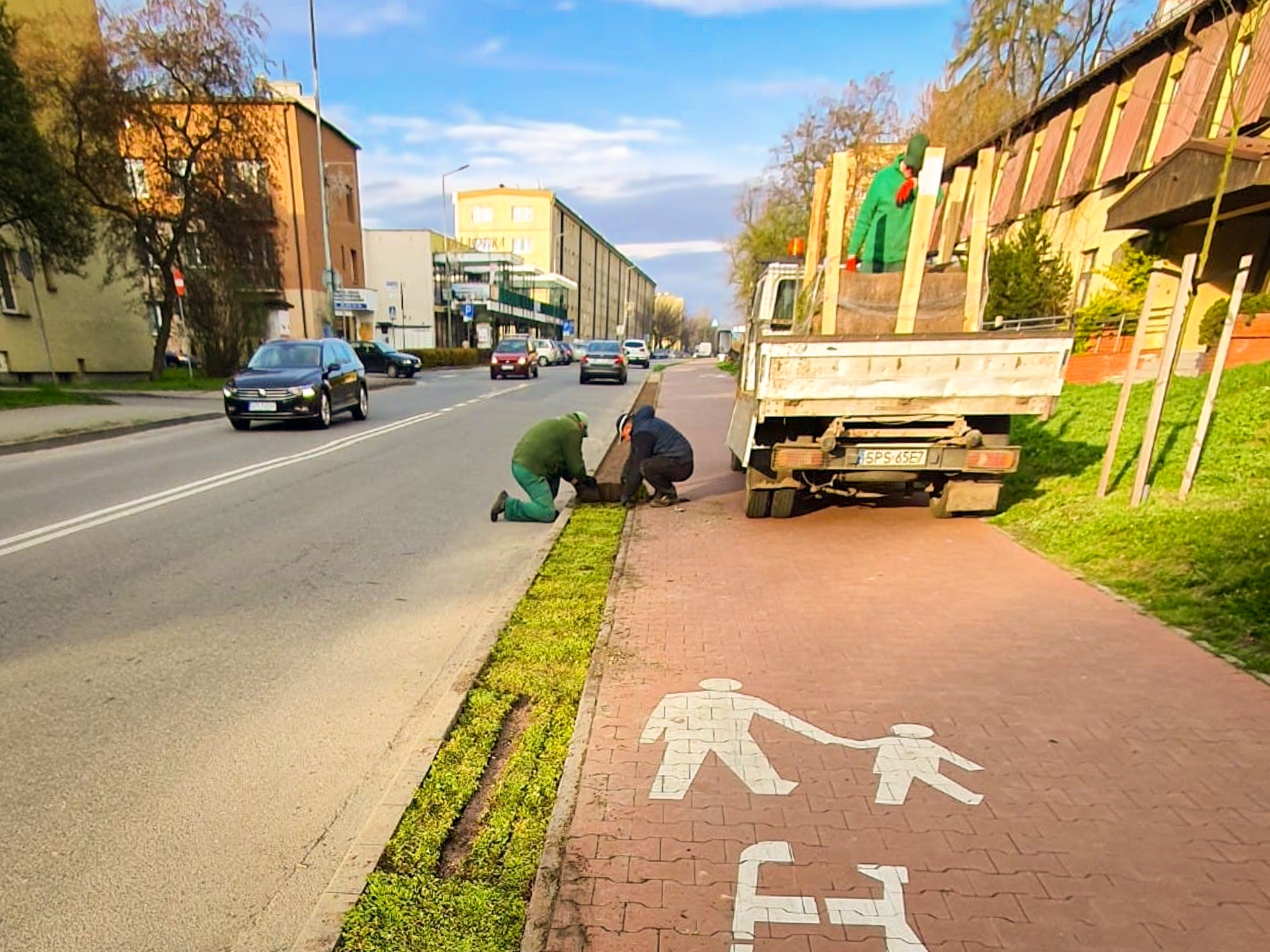 Nowe nasadzenia wzdłuż ulicy Korfantego w Pszczy